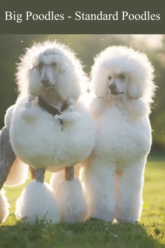 big poodles standard poodles