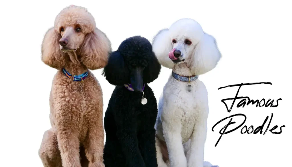 famous poodles