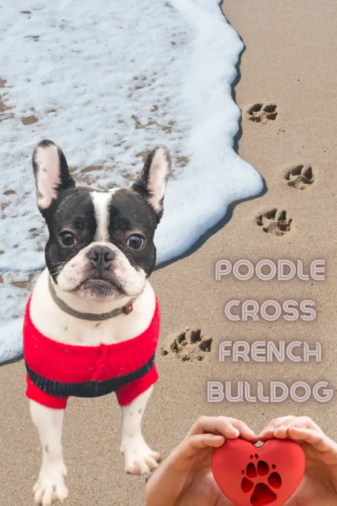 heart-melting facial features about poodle cross french bulldog