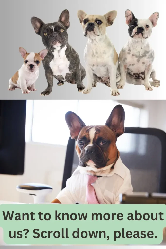 marle french bulldogs