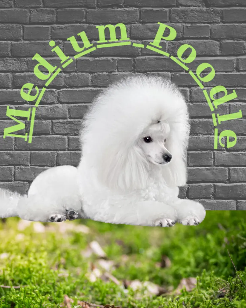 medium pooodles miniature poodles