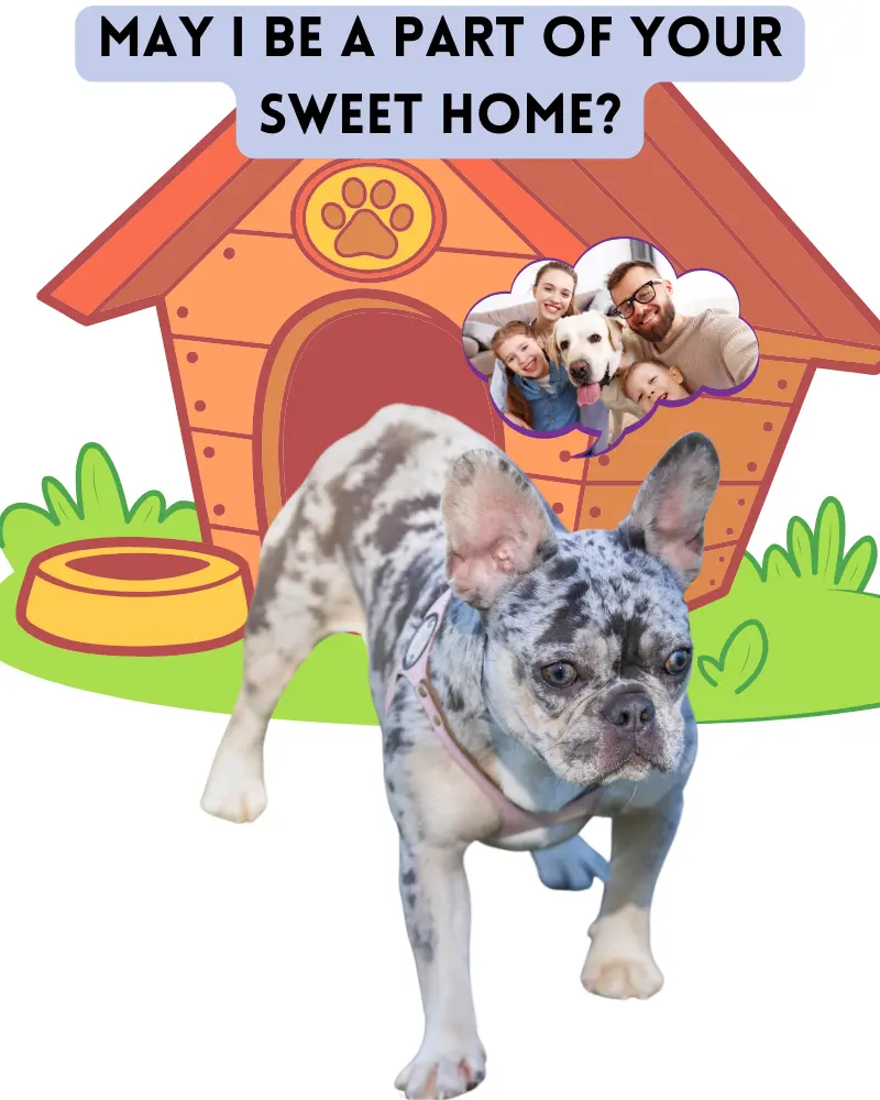 meet blue merle french bulldogs a quick introduction