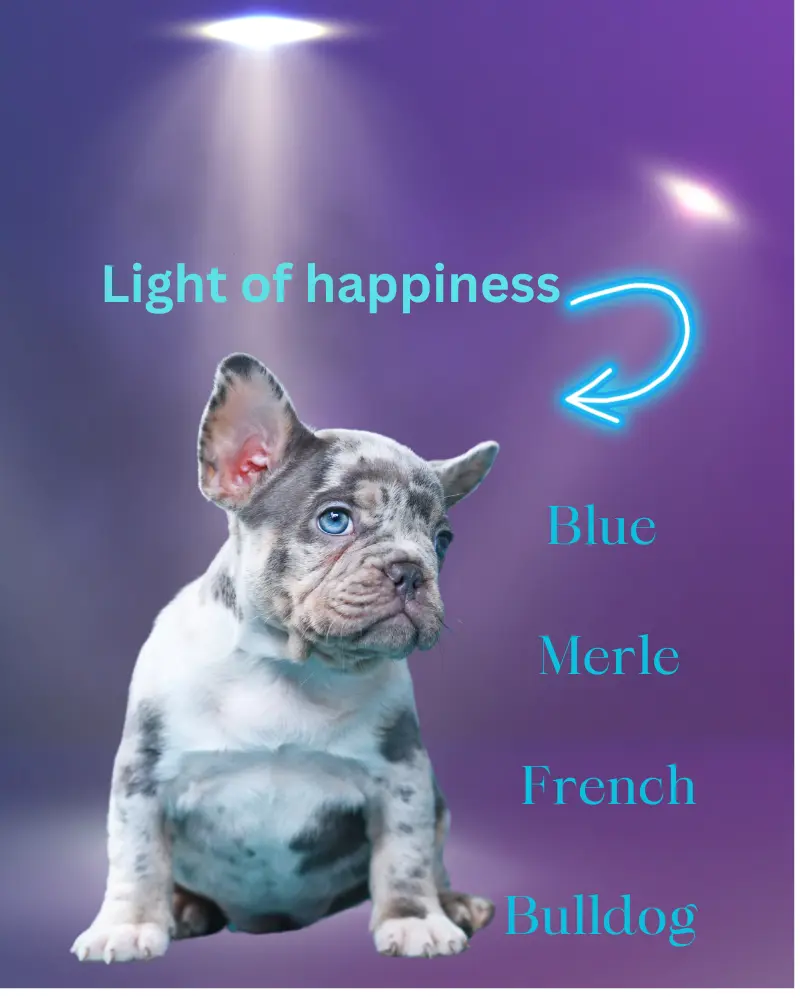 more searches about blue merle french bulldogs