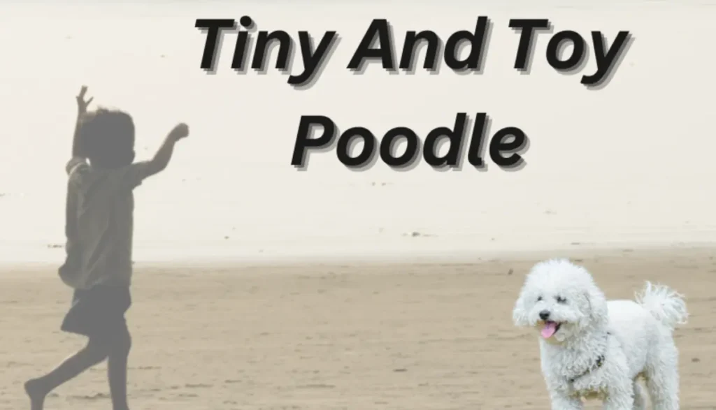 tiny and toy poodles