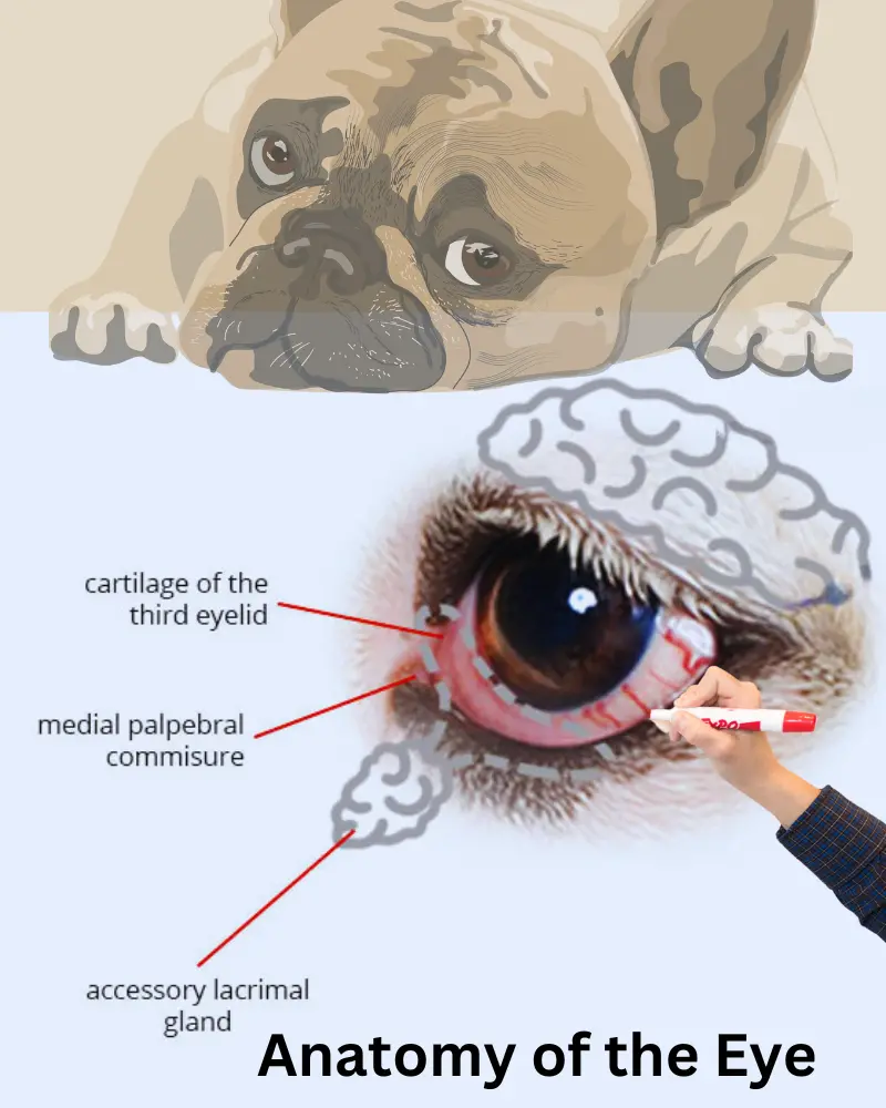 anatomy of the eye in bulldogs