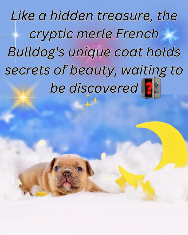 cryptic merle french bulldog guide