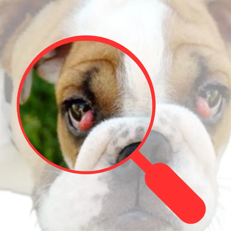 How To Treat French Bulldog Cherry Eye | Comprehensive Guide Causes To Cure