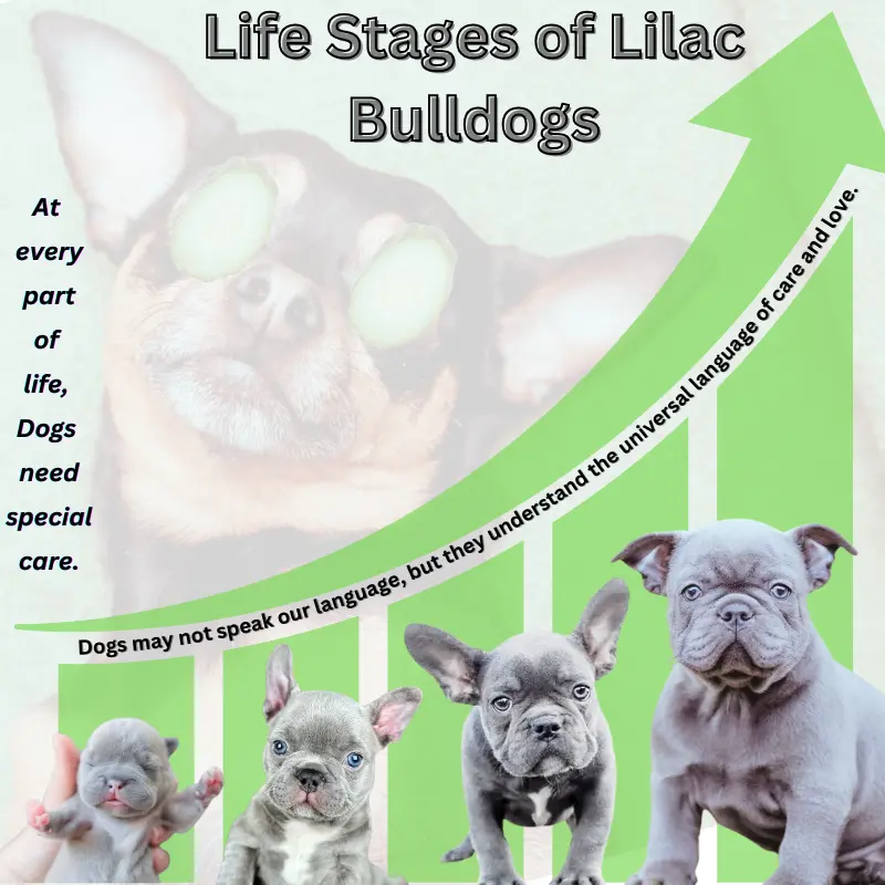 life stages of lilac bulldogs