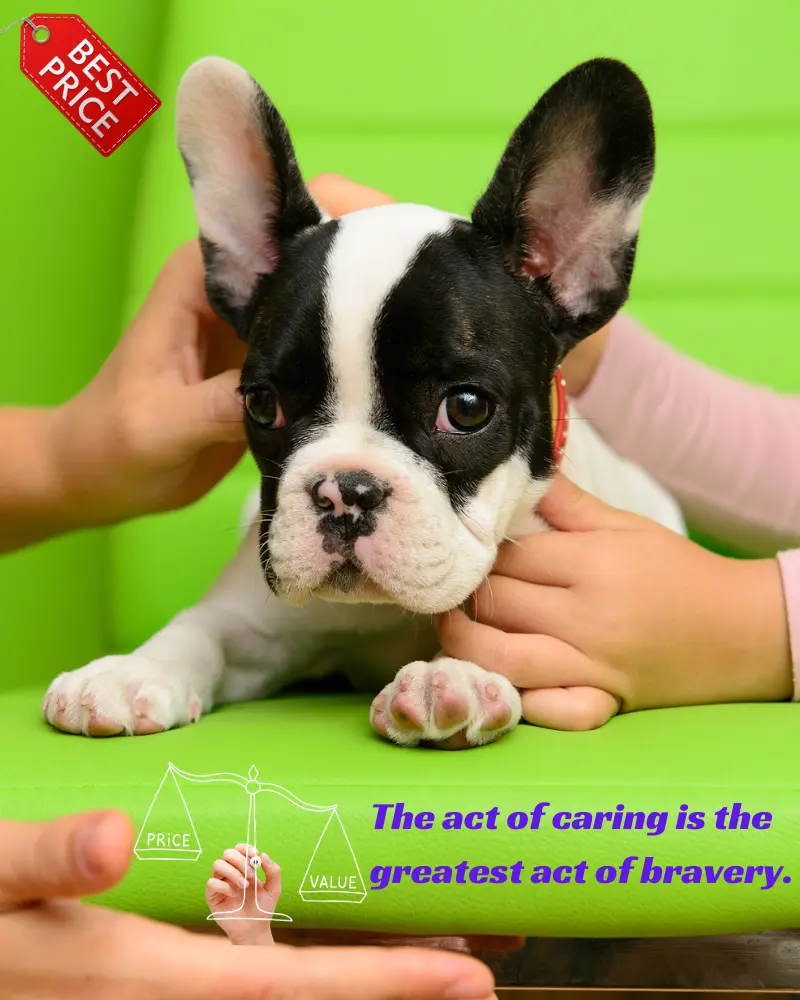 french bulldog puppy image