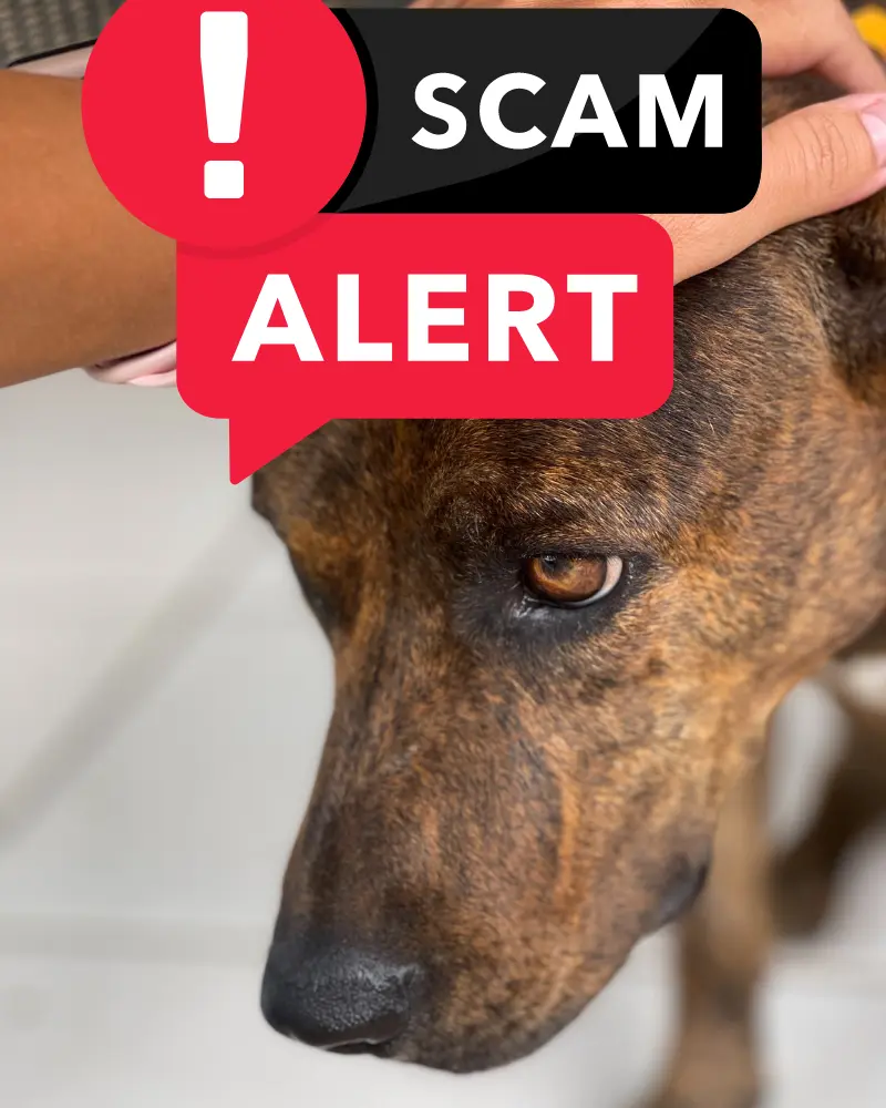 scam alert french bulldog