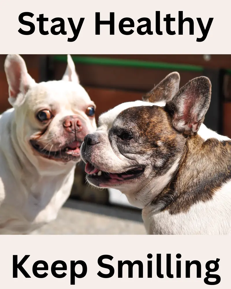 stay healthy pied french bulldogs